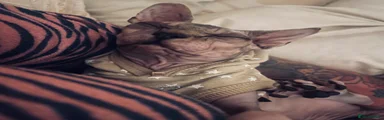 Sphynx 2