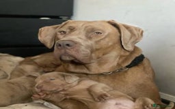 Cane Corso dogs for sale: Blond Bobby Blue  - Image 5