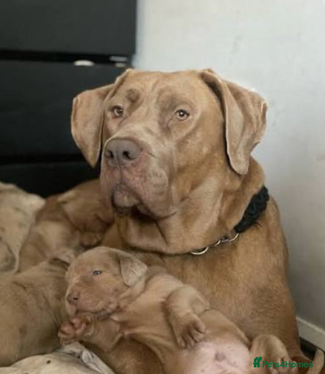 Cane Corso dogs for sale: Blond Bobby Blue  - Image 5