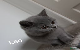 British Shorthair cats for sale: Blue British Shorthair kittens - Image 4