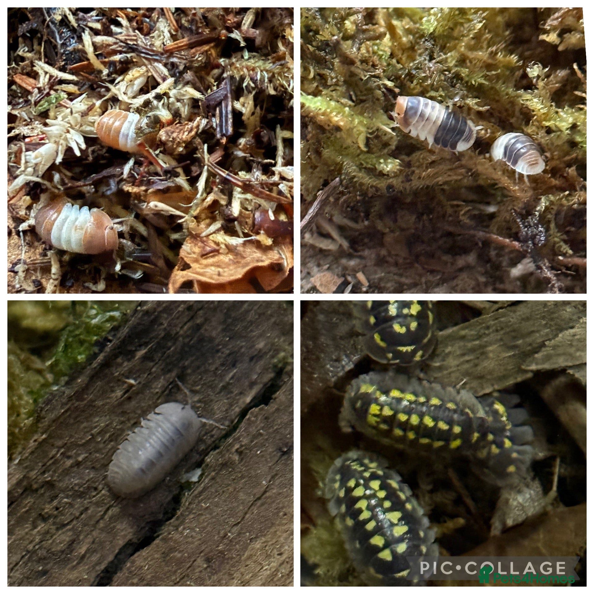 Isopods invertebrates Isopods and millipedes for sale - Advert 1