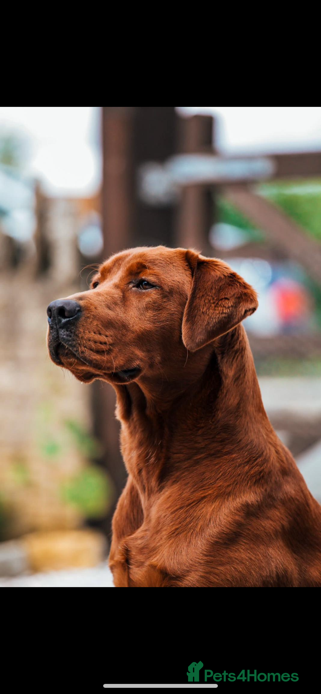 Labrador Retriever dogs for sale: KC REG DARK RED LAB PUPPIES  - Image 7