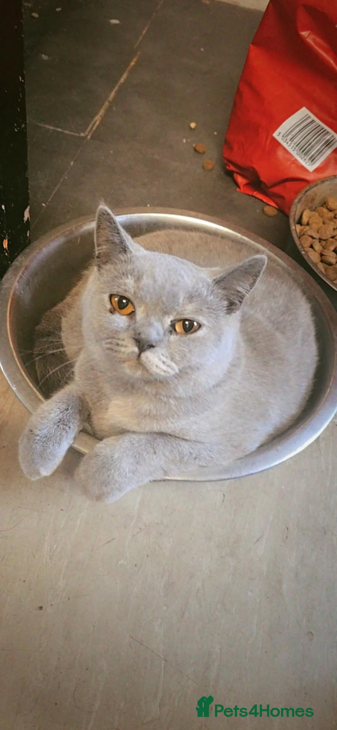 Mixed Breed cats for sale: British short-haired crosses - Advert 2