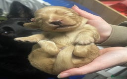 Miniature Dachshund dogs for sale: Stunning shaded cream and cream dachshunds  - Image 17