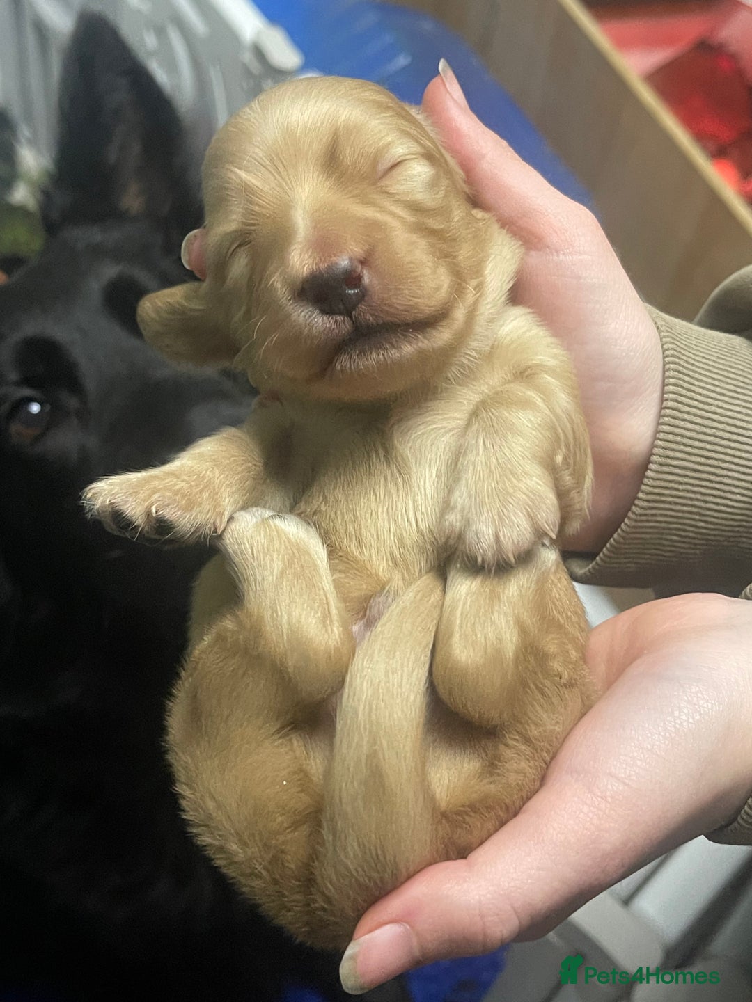 Miniature Dachshund dogs for sale: Stunning shaded cream and cream dachshunds  - Image 17