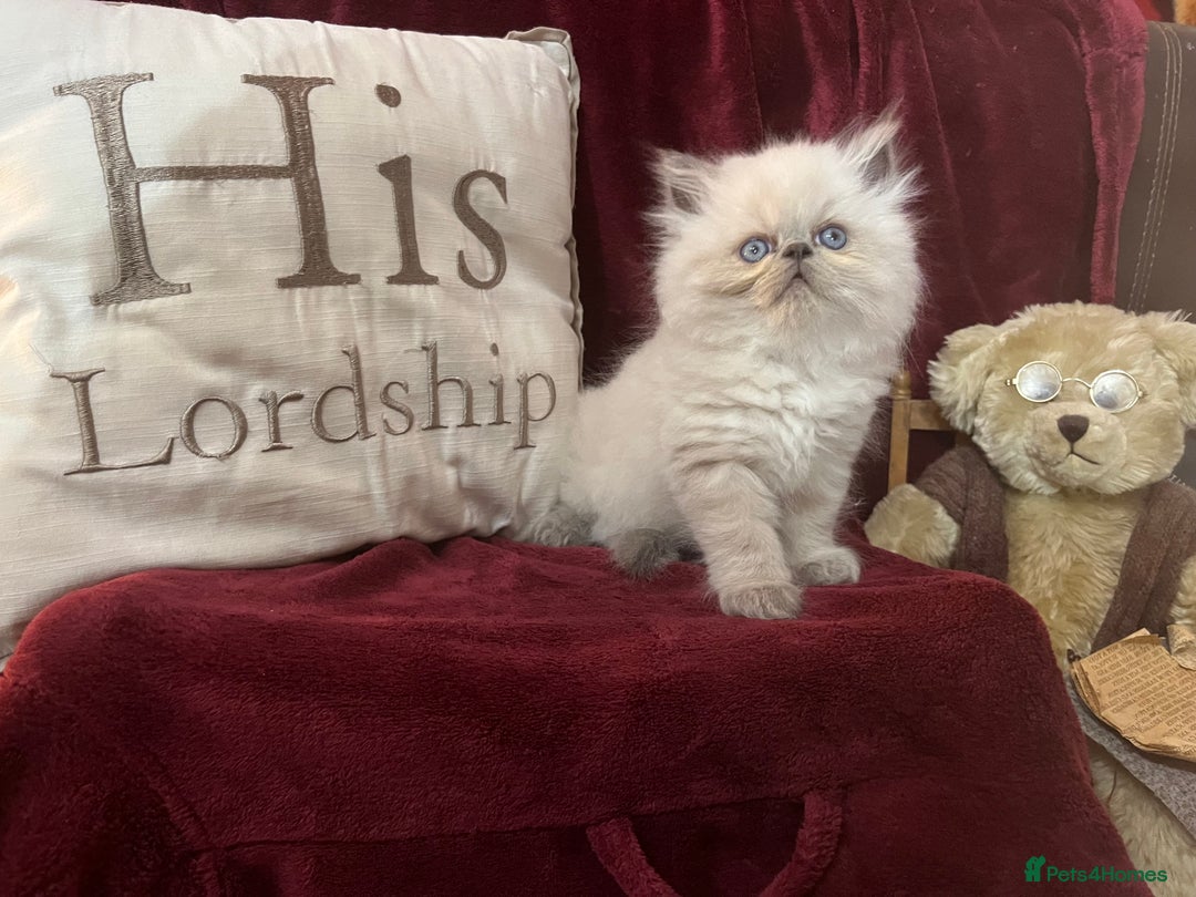 Persian cats for sale: Last kitten Ready Sat. Affectionate Persian Boy 🐾 - Image 18