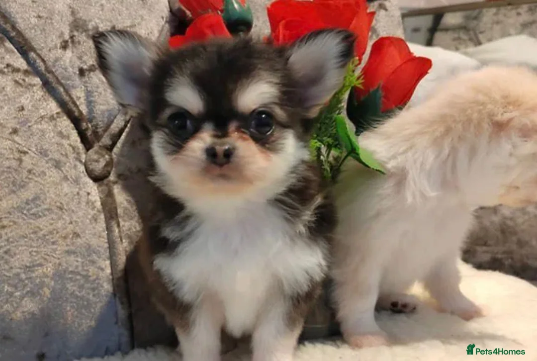 Chihuahua dogs for sale: Very beautiful husky markings chihuahua for sale - Advert 1