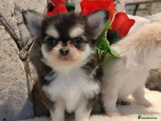 Chihuahua dogs Very beautiful husky markings chihuahua for sale - Advert 12