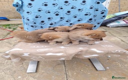 Japanese Shiba Inu dogs for sale: Fluffy authentic Shiba Inu puppies for sale  - Image 5