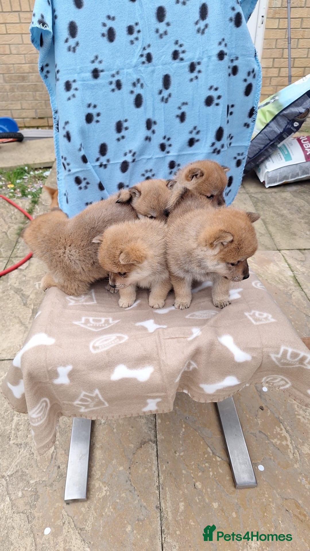 Japanese Shiba Inu dogs for sale: Fluffy authentic Shiba Inu puppies for sale  - Image 5