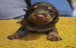 Mixed Breed dogs for sale: Dachschund x doxipoo puppies - Image 20