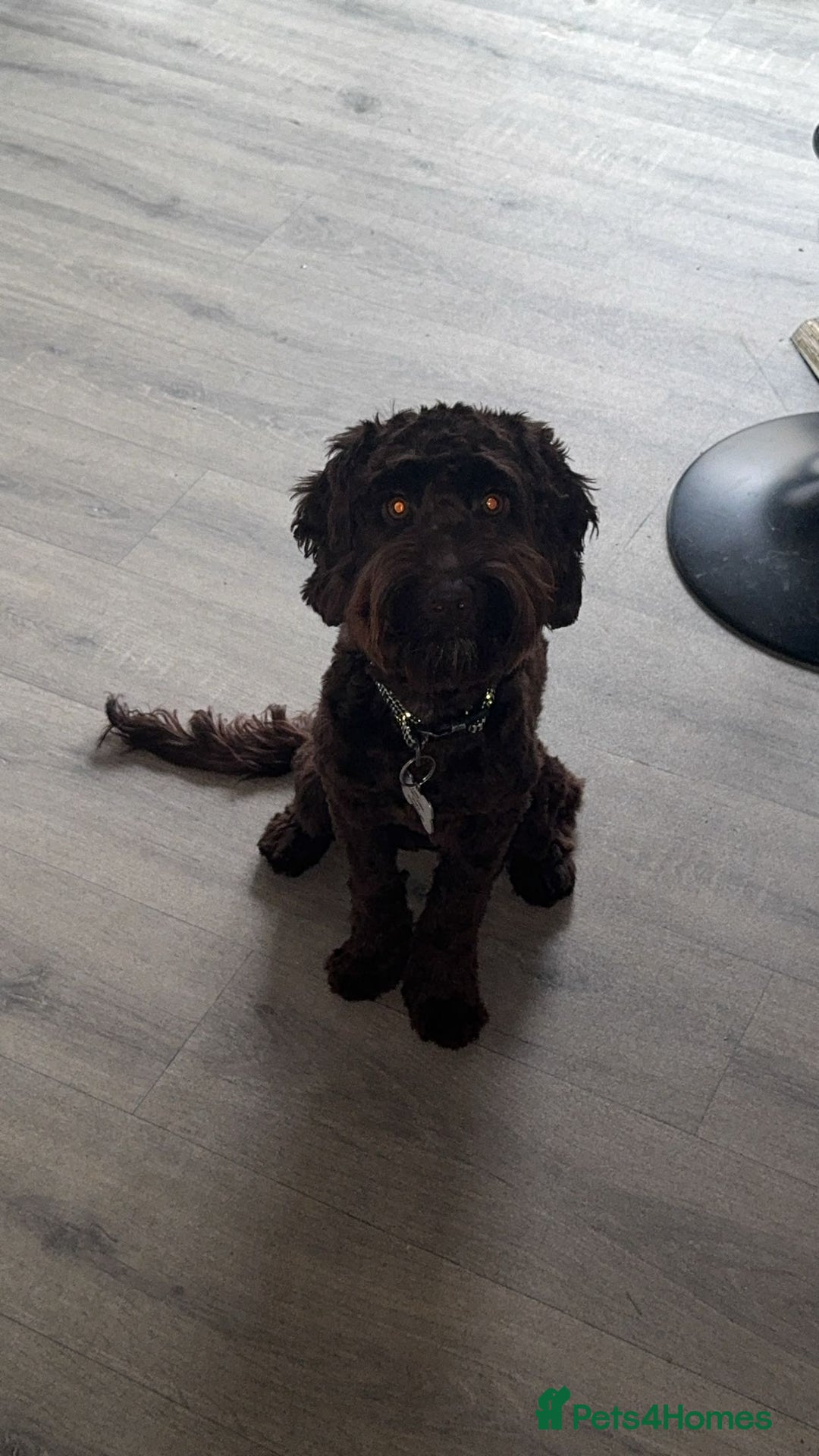 Cockapoo dogs for sale: 20 month old neutered cockapoo - Advert 2