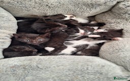 Mixed Breed cats for sale: STUNNING KITTENS  - Image 3