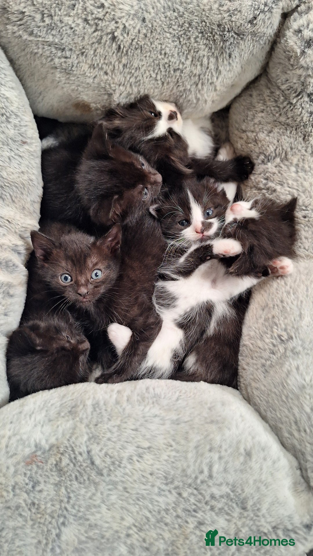 Mixed Breed cats for sale: STUNNING KITTENS  - Image 3