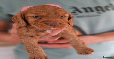 Cocker Spaniel dogs - Advert 10