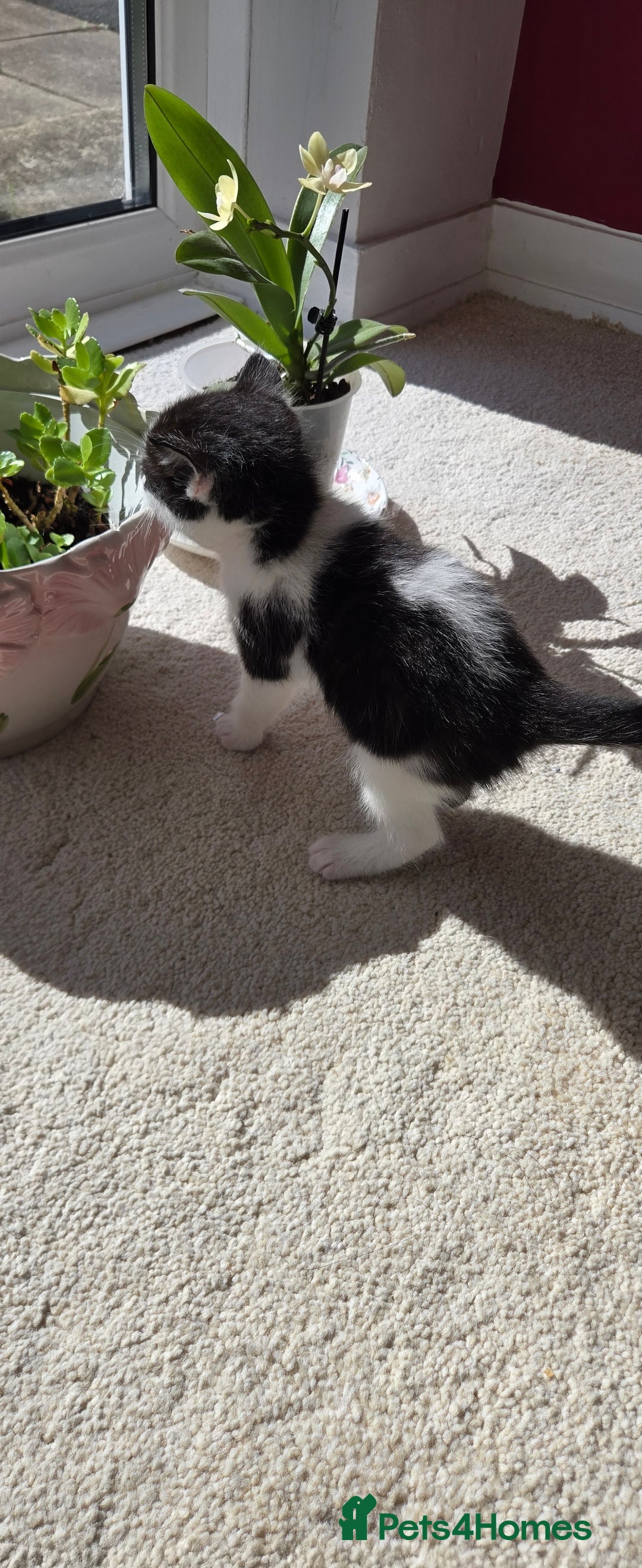 Mixed Breed cats for sale: Adorable Black & White Kittens - Image 28