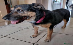 Mixed Breed dogs for adoption: Bumble for adoption - Advert 5