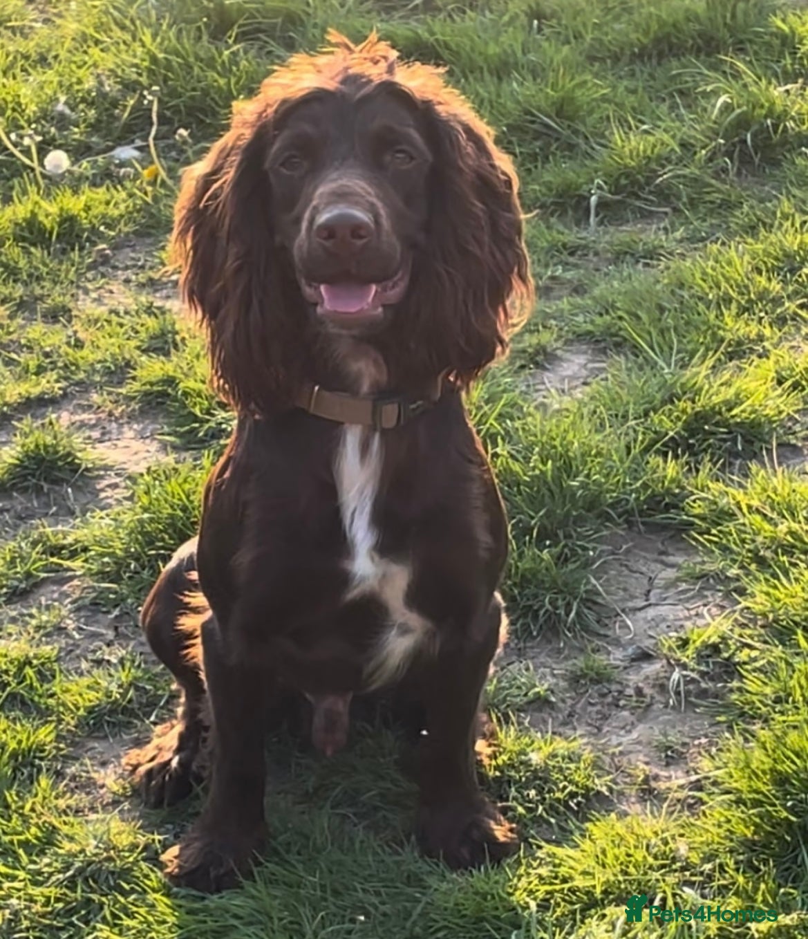 Cocker Spaniel dogs Chocolate Working Cocker Spaniel  in Heathfield - Advert 15