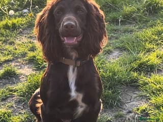 Cocker Spaniel dogs Chocolate Working Cocker Spaniel in Heathfield - Advert 11