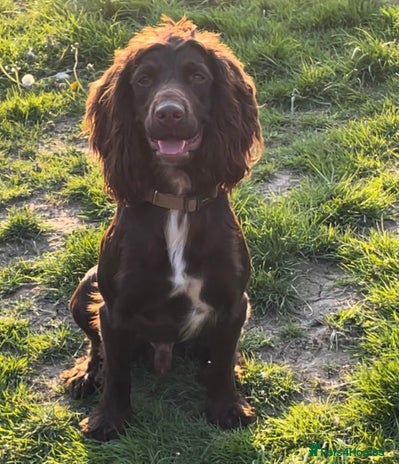 Cocker Spaniel dogs for stud in Heathfield - Advert 1