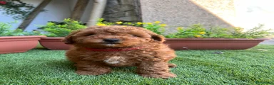 Cockapoo Puppy 2