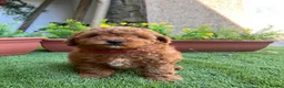Cockapoo dogs for sale: Stunning F1B toy cockapoos - Advert 6