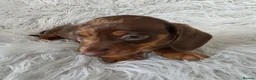 Miniature Dachshund dogs for sale: KC PRA CLEAR DAPPLE BOYS - Advert 10
