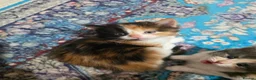 Mixed Breed cats for sale: Adorable Mixed Kittens Ready for Loving Homes - Advert 21