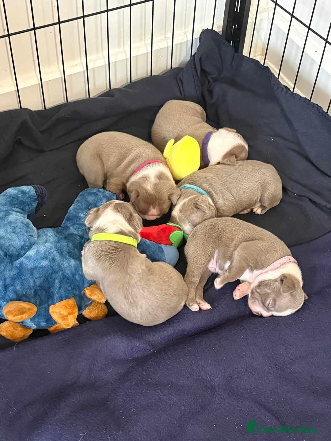 Boston Terrier dogs for sale: Rare Champaign KC Boston Terrier - Advert 1