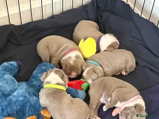 Boston Terrier dogs Rare Champaign KC Boston Terrier - Advert 12