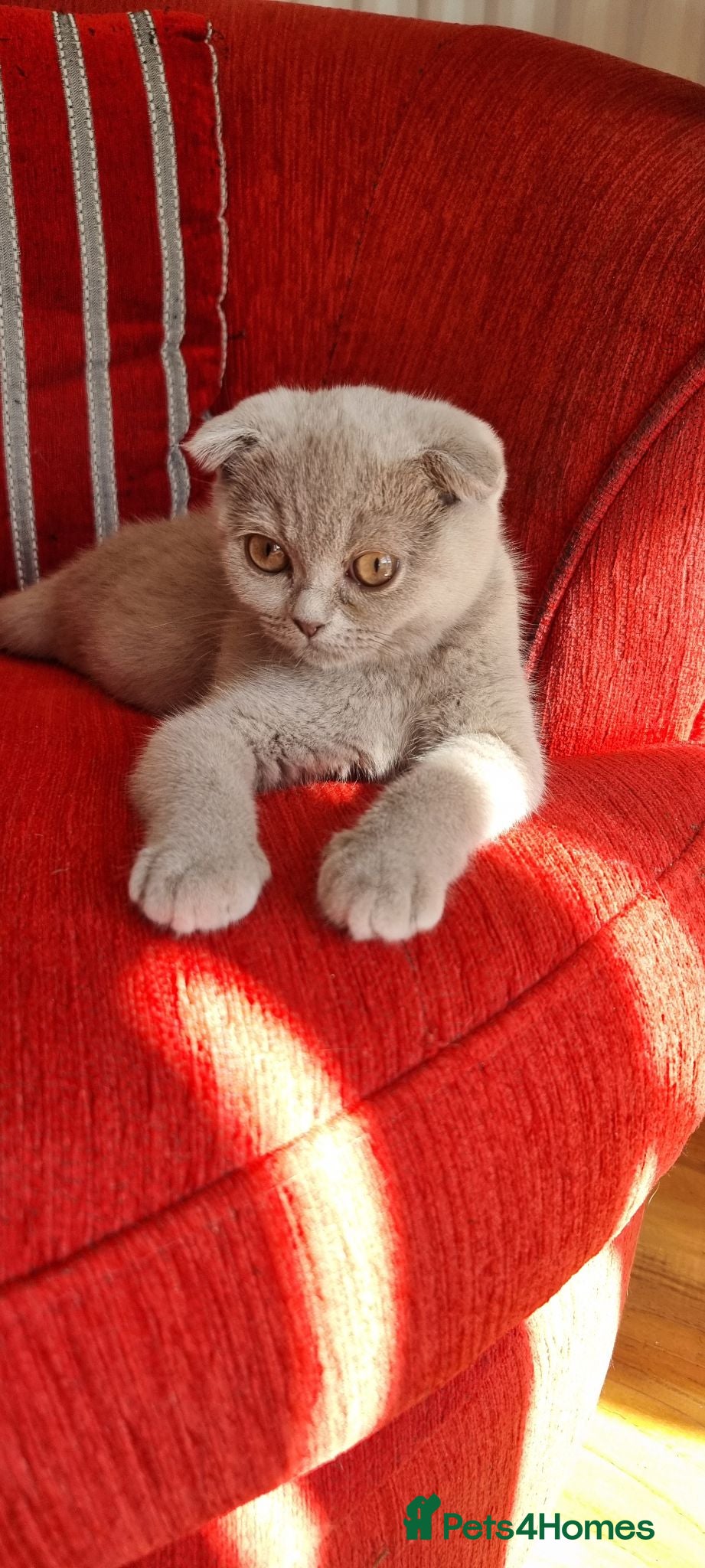 Scottish Fold cats Two Gorgeous kittens left 🐾😻🐾 - Advert 10