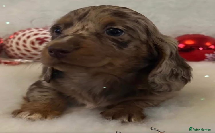 Miniature Dachshund dogs - Advert 1