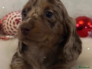 Miniature Dachshund dogs - Advert 1