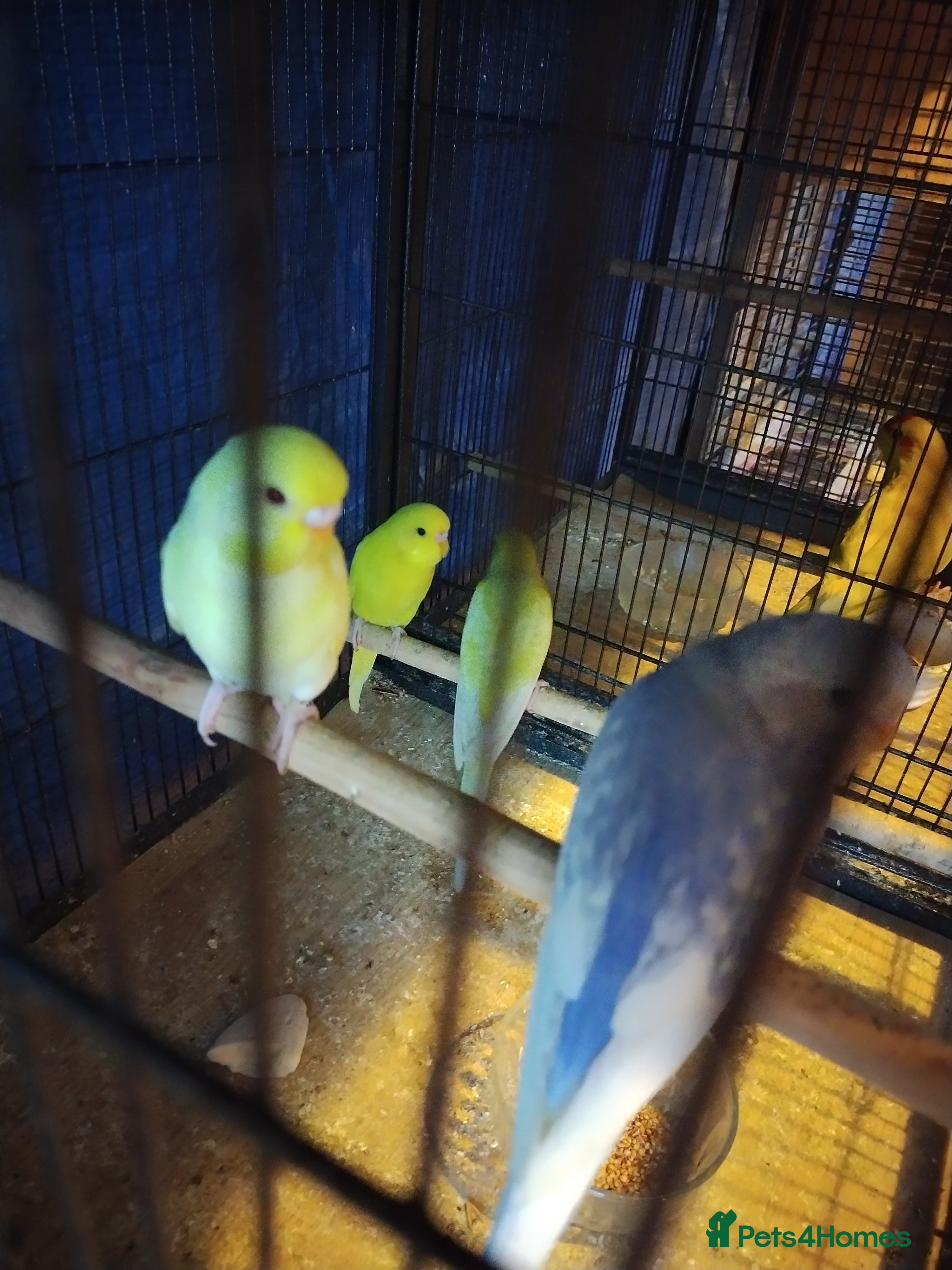 Budgerigars birds For sale  - Advert 1