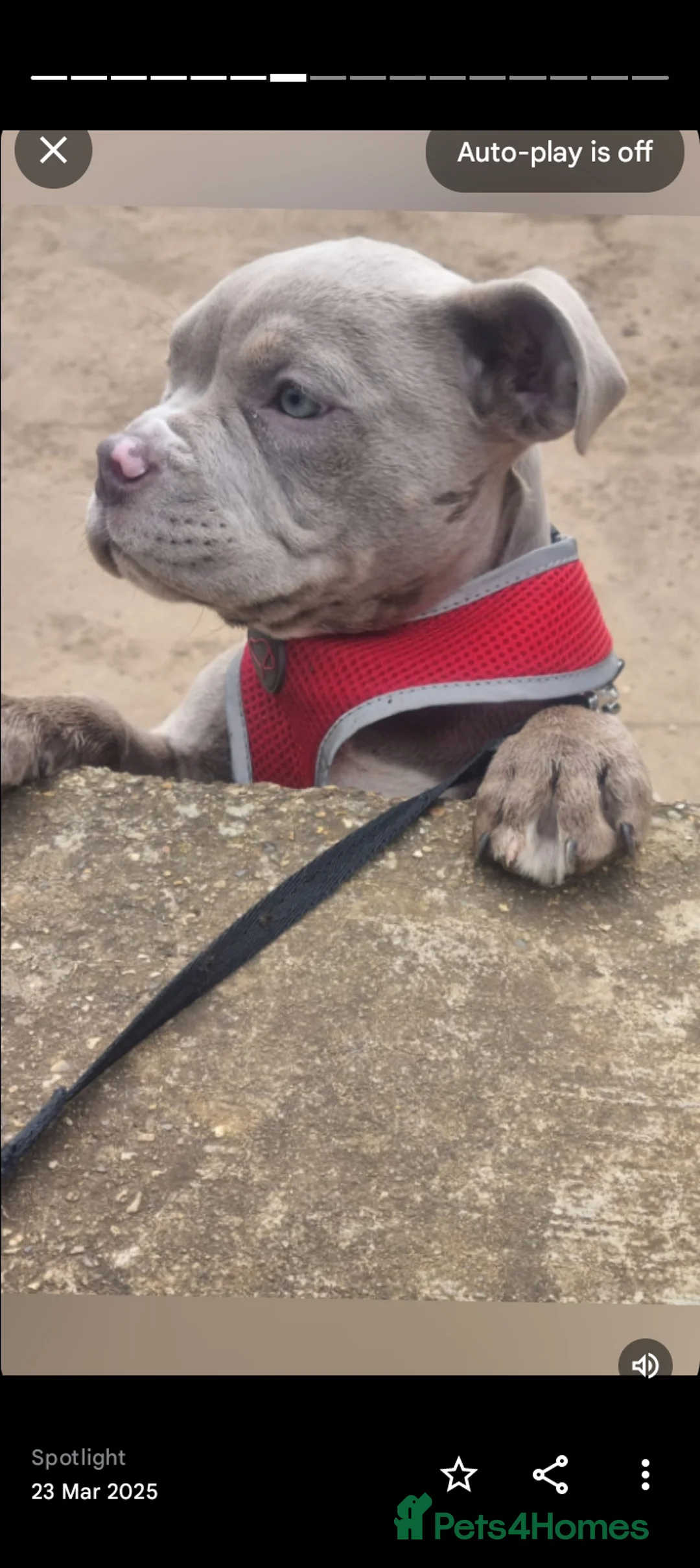 Mixed Breed dogs for sale: Elsie - Advert 5
