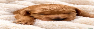 Cavapoo 1