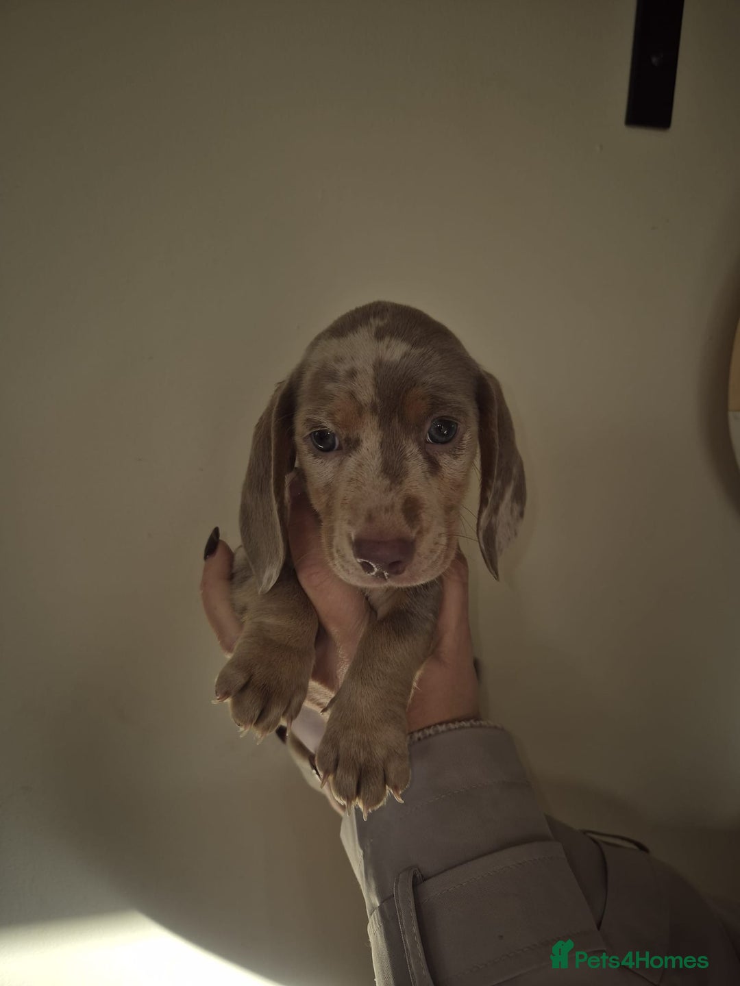 Dachshund dogs for sale: Miniature Dachshunds for sale  - Advert 13