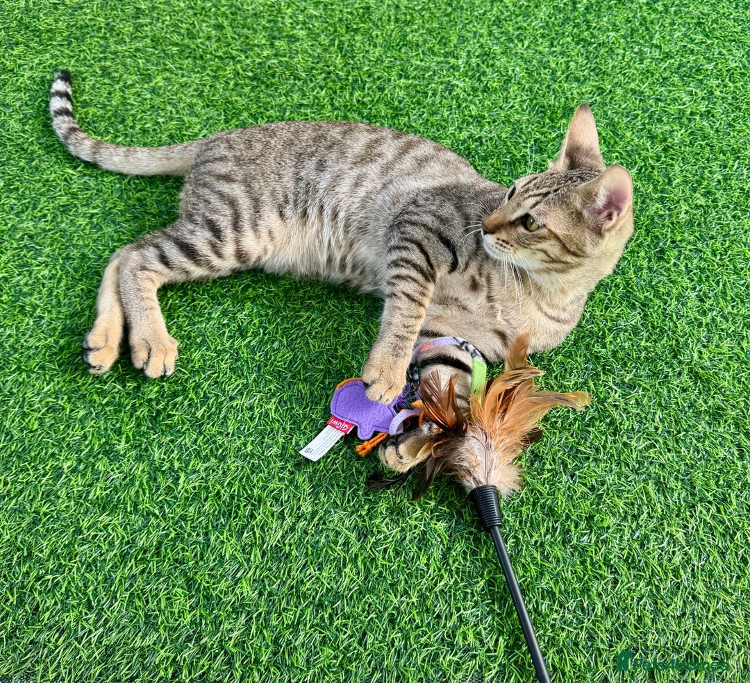 Mixed Breed cats for adoption: [Indoors Only] Ash - Playful & Social Kitty! - Advert 5