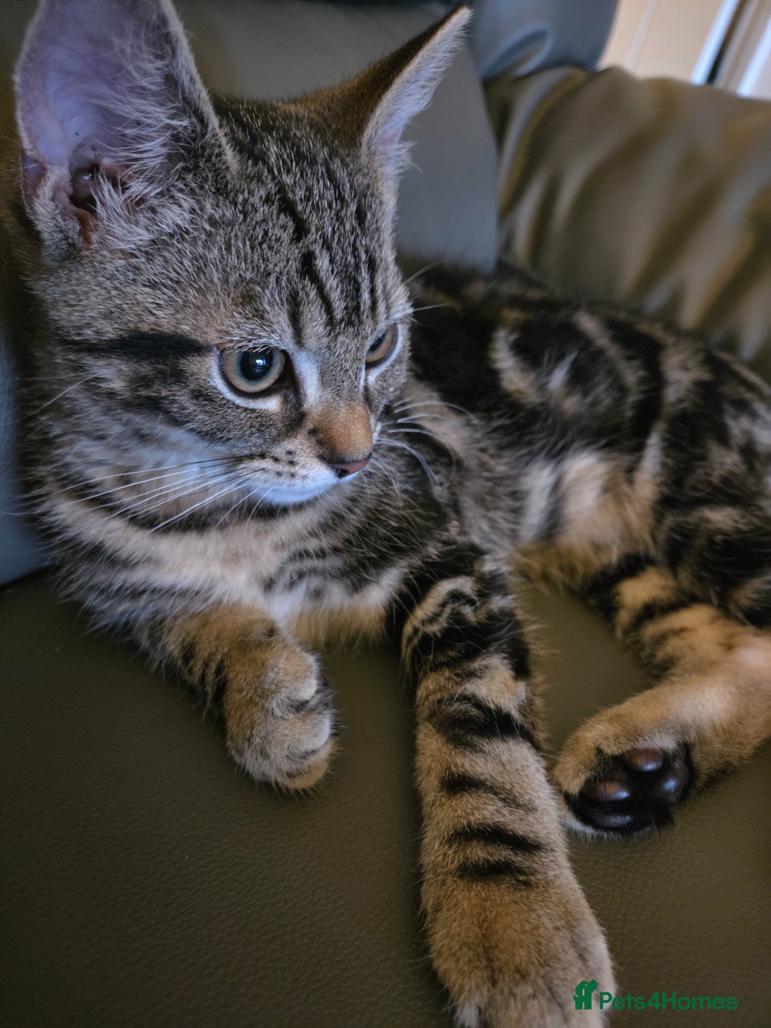 Domestic Shorthair cats for sale: Male Tabby kitten  - Advert 10