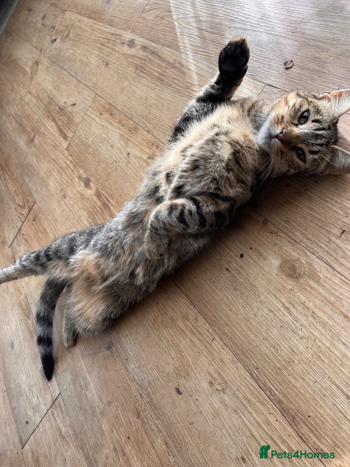 Mixed Breed cats for sale: Tabby Young Cat to Rehome - Advert 5