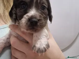 Cocker Spaniel dogs Working cocker spaniel pups - Advert 5