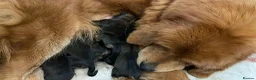 Tibetan Mastiff dogs for sale: Tibetan mastiff  - Advert 2