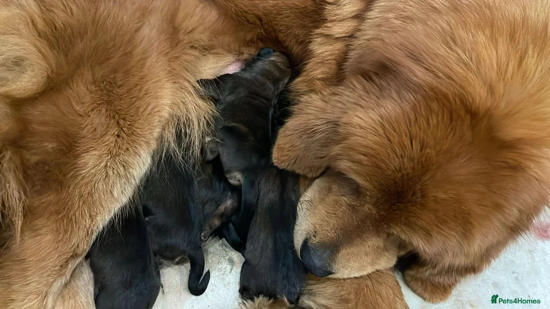 Tibetan Mastiff dogs for sale: Tibetan mastiff  - Advert 2