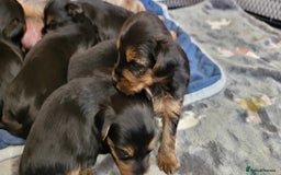 Yorkshire Terrier dogs for sale:  Yorkshire Terrier puppies from Licensed Breeder  - Advert 9