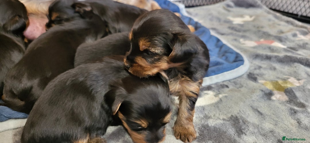 Yorkshire Terrier dogs for sale:  Yorkshire Terrier puppies from Licensed Breeder  - Advert 9