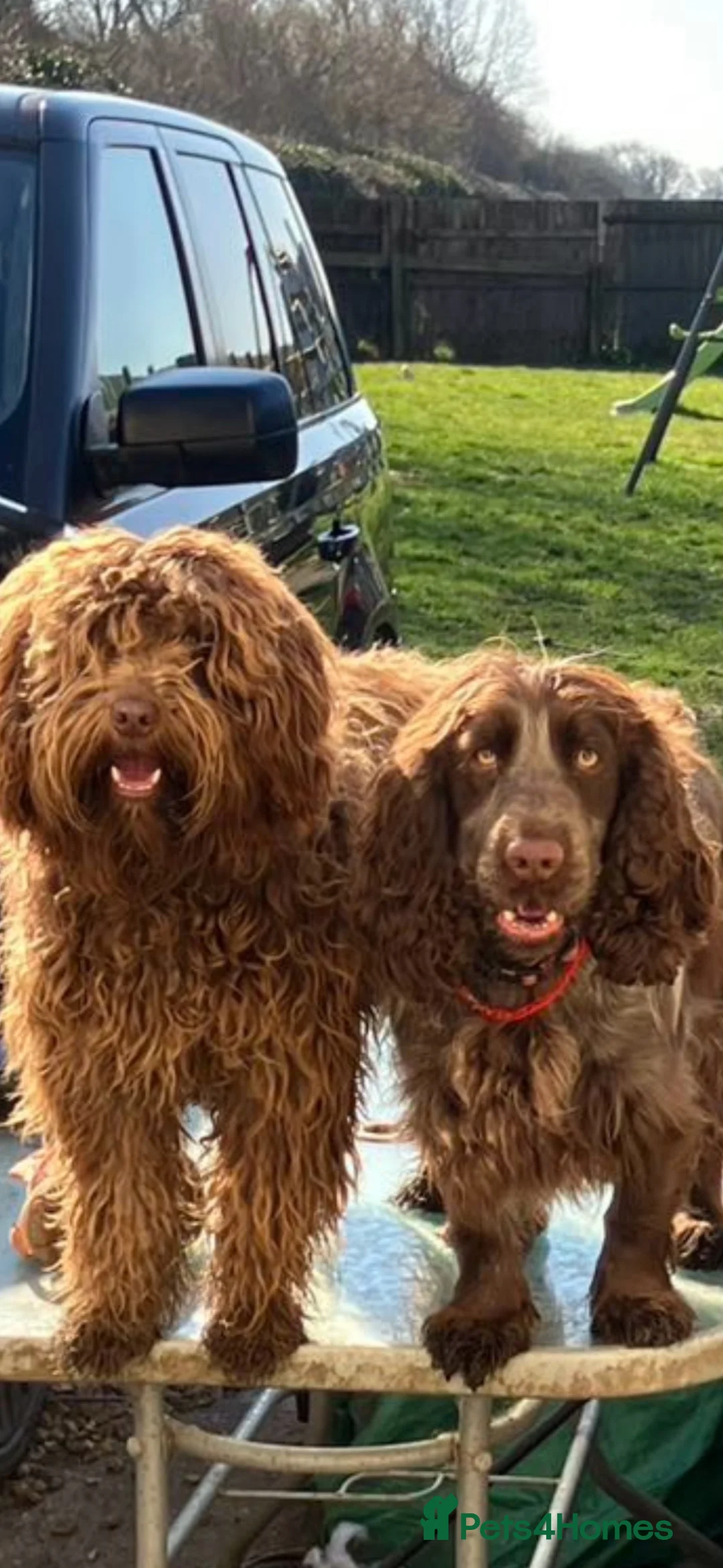 Cockapoo dogs for sale: Cockapoo litter - Advert 1