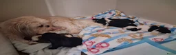 Mixed Breed dogs for sale: Lhasalier  - Advert 3
