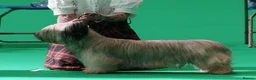 Skye Terrier dogs for sale: KC Reg Skye Terrier Cream puppies  - Advert 21