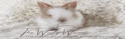 Lionhead rabbits for sale: Fully Vaccinated Lionhead Brothers  - Advert 7