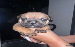 English Bulldog dogs for sale: Beautiful English bulldog puppies - Image 21